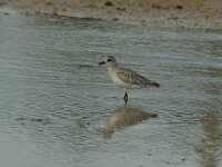 Pluvialis squatarola 5, Zilverplevier, Saxifraga-Jan van der Straaten