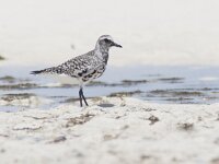 Pluvialis squatarola 6, Zilverplevier, Saxifraga-Mark Zekhuis