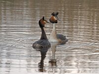 Podiceps cristatus 11, Fuut, display, Saxifraga-Jan Nijendijk