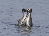 Podiceps cristatus 12, Fuut, display, Saxifraga-Piet Munsterman