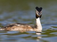 Podiceps cristatus 13, Fuut, Saxifraga-Mark Zekhuis