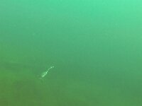 Podiceps cristatus 156, Fuut, Saxifraga-Tom Heijnen