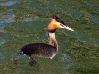 Podiceps cristatus 161, Fuut, Saxifraga-Bart Vastenhouw