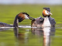 Great crested grebe swimming with chicks and feeding  Great crested grebe (Podiceps cristatus) female swimming with chicks on back while male is feeding fish. This is a water bird noted for its elaborate mating display. : Netherlands, animal, aquatic, background, beak, bird, chick, concept, crested, cristatus, cute, europe, fauna, feather, feeling, female, fish, fowl, fresh, great, grebe, green, happiness, happy, idyllic, juvenile, lake, natural, nature, optimistic, ornithology, outdoor, parent, parenthood, peaceful, podiceps, pond, positive, predator, reflection, river, small, spring, swim, water, waterbird, waterfowl, wild, wildlife, young