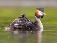Great crested grebe with chicks  Great crested grebe (Podiceps cristatus) is a water bird noted for its elaborate mating display. Female with chicks on back : Netherlands, animal, aquatic, background, beak, bird, chick, concept, crested, cristatus, cute, europe, fauna, feather, feeling, female, fish, fowl, fresh, great, grebe, green, happiness, happy, idyllic, juvenile, lake, natural, nature, optimistic, ornithology, outdoor, parent, parenthood, peaceful, podiceps, pond, positive, predator, reflection, river, small, spring, swim, water, waterbird, waterfowl, wild, wildlife, young
