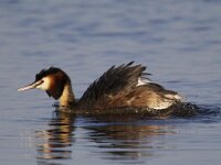 Podiceps cristatus 21, Fuut, Saxifraga-Luc Hoogenstein