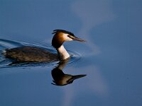 Podiceps cristatus 23, Fuut, Saxifraga-Rik Kruit