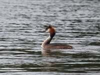Podiceps cristatus 28, Fuut, Saxifraga-Bart Vastenhouw