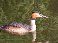 Podiceps cristatus 31, Fuut, Saxifraga-Bart Vastenhouw