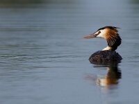 Podiceps cristatus 35, Fuut, Saxifraga-Jelmer Reyntjes : Podiceps cristatus, fuut, vogel, watervogel