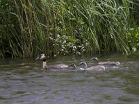 Podiceps cristatus 37, Fuut, Saxifraga-Jan Nijendijk