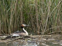 Podiceps cristatus 39, Fuut, Saxifraga-Willem van Kruijsbergen