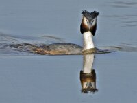 Fuut #05786 : Podiceps cristatus, Great Crested Grebe, Fuut