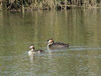 Podiceps cristatus 40, Fuut, Saxifraga-Willem van Kruijsbergen