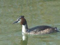 Podiceps cristatus 5, Fuut, Saxifraga-Jan van der Straaten