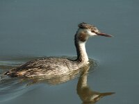 Podiceps cristatus 8, Fuut, Saxifraga-Jan van der Straaten