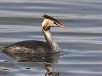 Podiceps cristatus 9, Fuut, Saxifraga-Luc Hoogenstein