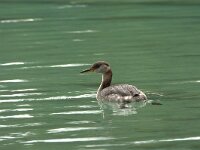 Podiceps grisegena 15, Roodhalsfuut, adult, Saxifraga-Theo Verstrael
