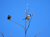Poecile montanus 12, Matkop, Saxifraga-Tom Heijnen