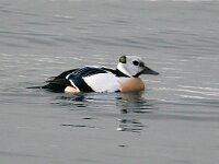 Polysticta stelleri 11, Stellers eider, Saxifraga-Bart Vastenhouw