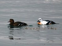 Polysticta stelleri 12, Stellers eider, Saxifraga-Bart Vastenhouw
