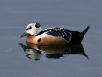 Polysticta stelleri 2, Stellers eider, Saxifraga-Bart Vastenhouw