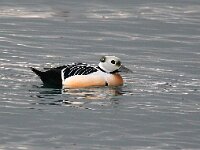 Polysticta stelleri 20, Stellers eider, Saxifraga-Bart Vastenhouw