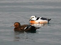 Polysticta stelleri 23, Stellers eider, Saxifraga-Bart Vastenhouw