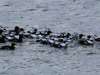 Polysticta stelleri 34, Stellers eider, Saxifraga-Bart Vastenhouw