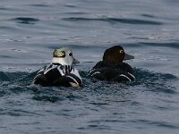 Polysticta stelleri 38, Stellers eider, Saxifraga-Bart Vastenhouw