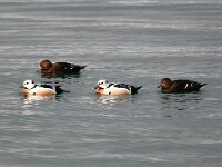 Polysticta stelleri 39, Stellers eider, Saxifraga-Bart Vastenhouw