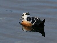 Polysticta stelleri 4, Stellers eider, Saxifraga-Bart Vastenhouw