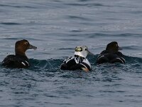 Polysticta stelleri 40, Stellers eider, Saxifraga-Bart Vastenhouw