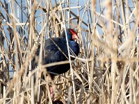 Porphyrio porphyrio 13, Purperkoet, Saxifraga-Bart Vastenhouw
