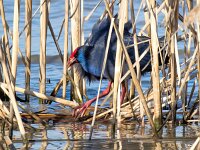 Porphyrio porphyrio 15, Purperkoet, Saxifraga-Bart Vastenhouw