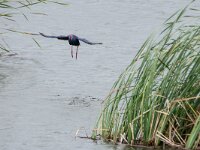 Porphyrio porphyrio 18, Purperkoet, adult, Saxifraga-Theo Verstrael