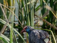 Porphyrio porphyrio 21, Purperkoet, adult, Saxifraga-Theo Verstrael