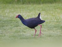 Porphyrio porphyrio 4, Purperkoet, Saxifraga-Luc Hoogenstein : coast, spring, kust, april, Iberisch Schiereiland, Algarve, nature, Portugal, natuur, Europa, voorjaar, lente, Zuid-Europa