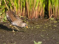 Porzana porzana 10, Porseleinhoen, Saxifraga-Gerard de Jong : Bird, Porseleinhoen, Porzana porzana, Vogel