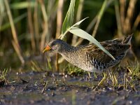 Porseleinhoen;Spotted crake;Porzana porzana  Porseleinhoen;Spotted crake;Porzana porzana : Natura 2000, Nederland, Nieuwkoop, Noorden, Porseleinhoen, Porzana porzana, Red list, Spotted crake, Vereniging Natuurmonumenten, Zuid-holland, bird, early morning, eten zoekend, etend, foeragerend, foraging, groene jonker, june, juni, male, man, mannetje, marsh, modder, moeras, moerasvogel, mud, nature reserve, natuurgebied, natuurmonumenten, ochtendlicht, reed, riet, rode lijst, slik, summer, swamp, swamp bird, the Netherlands, veenweide, veenweidegebied, vogel, vroege ochtend, zomer