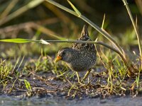 Porseleinhoen;Spotted crake;Porzana porzana  Porseleinhoen;Spotted crake;Porzana porzana : Natura 2000, Nederland, Nieuwkoop, Noorden, Porseleinhoen, Porzana porzana, Red list, Spotted crake, Vereniging Natuurmonumenten, Zuid-holland, bird, early morning, eten zoekend, etend, foeragerend, foraging, groene jonker, june, juni, male, man, mannetje, marsh, modder, moeras, moerasvogel, mud, nature reserve, natuurgebied, natuurmonumenten, ochtendlicht, reed, riet, rode lijst, slik, summer, swamp, swamp bird, the Netherlands, veenweide, veenweidegebied, vogel, vroege ochtend, zomer