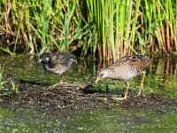 Porzana porzana 8, Porseleinhoen, Saxifraga-Gerard de Jong : Bird, Groene jonker, Plaats, Porseleinhoen, Porzana porzana, Vogel