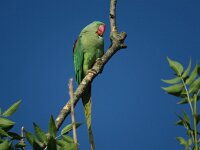Psittacula krameri 14, Halsbandparkiet, Saxifraga-Henk Sierdsema