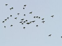 Psittacula krameri 40, Halsbandparkiet, Saxifraga-Tom Heijnen