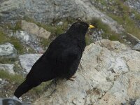Pyrrhocorax graculus 12, Alpenkauw, Saxifraga-Willem van Kruijsbergen