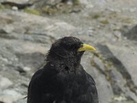 Pyrrhocorax graculus 13, Alpenkauw, Saxifraga-Willem van Kruijsbergen