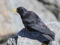 Pyrrhocorax graculus 16, Alpenkauw, Saxifraga-Bart Vastenhouw