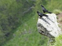 Pyrrhocorax graculus 18, Alpenkauw,  Saxifraga-Tom Heijnen