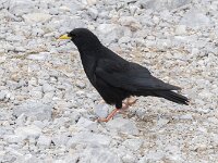 Pyrrhocorax graculus 19, Alpenkauw, Saxifraga-Willem van Kruijsbergen