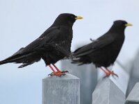 Pyrrhocorax graculus 25, Alpenkauw, Saxifraga-Bart Vastenhouw